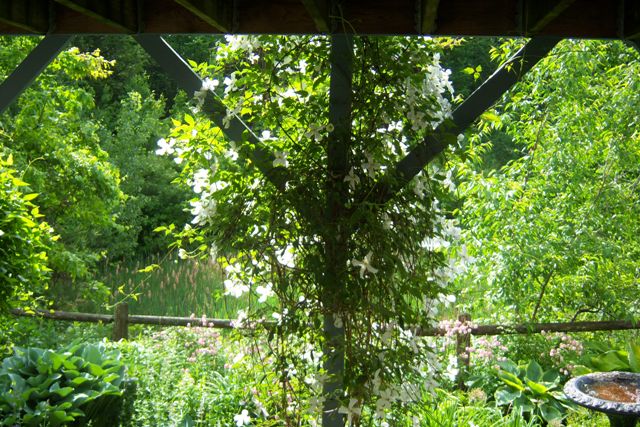 Clematis m. Grandiflora below Deck