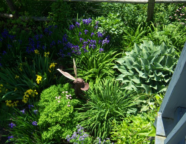 Iris sibirica,      
