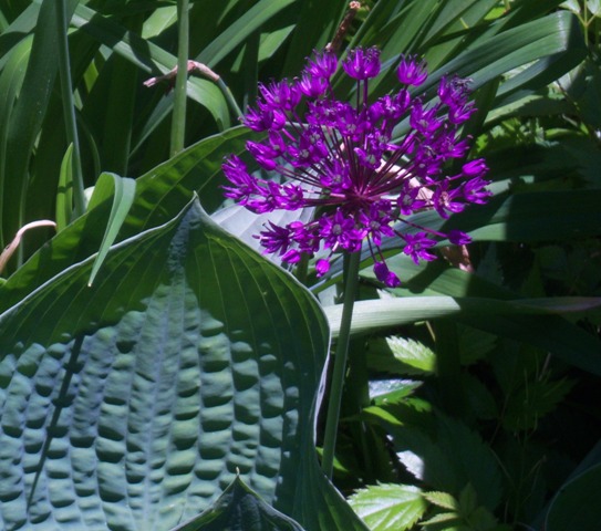 073allium-hosta-sieboldiana-may-21-09-c-wl Allium combines well with Hosta and Iris Foliage