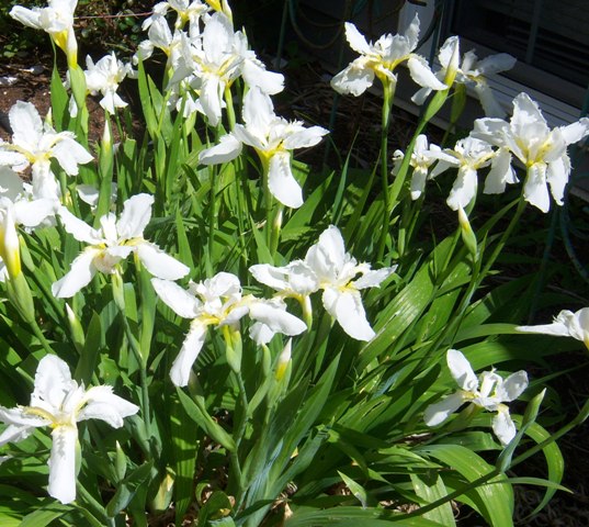 102-iris-white-dwarf-5-21-09-c-wl White dwarf Iris