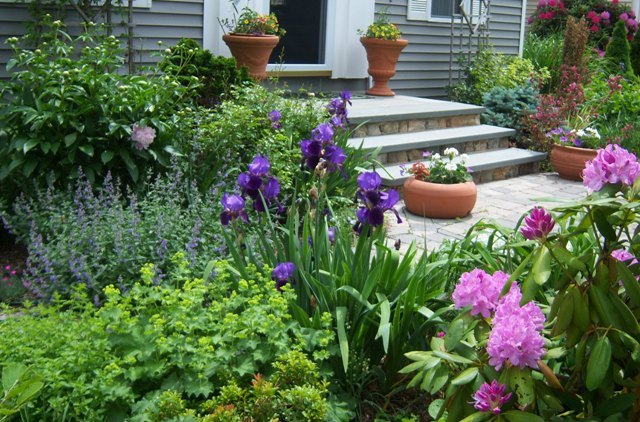 009-wl-c-front-wl Front entry with purple iris, pink rhododendren, blue nepeta, chartreus alchemilla