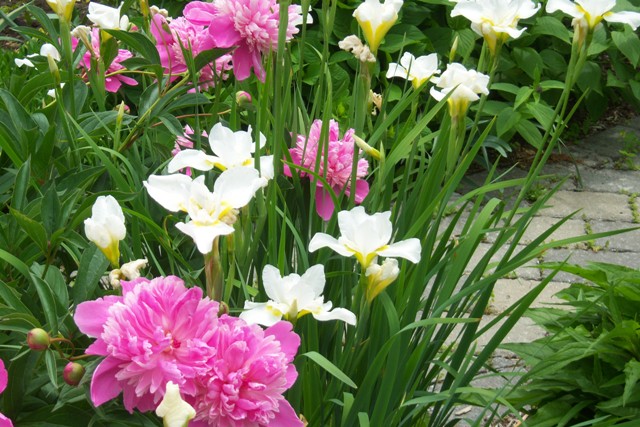 064-wl-pink-peony-and-white-s-iris Pink Peony and White Siberian Iris