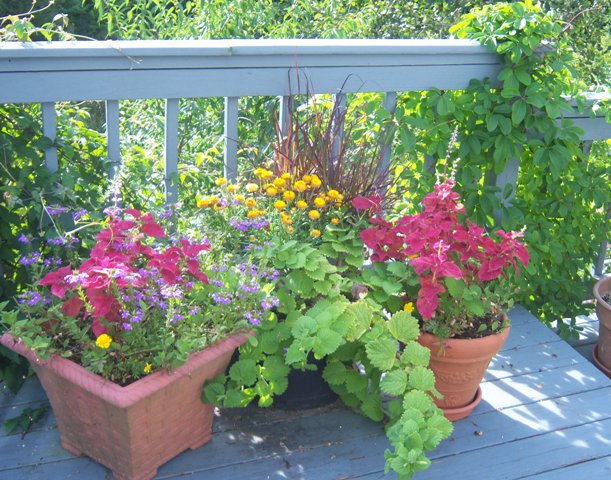 Early Fall Container Arrangement in Red, Green, Purple, Yellow and Blue