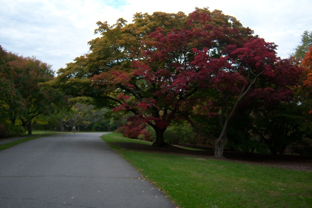 178-tree-museum-aa Tree unencombered by road