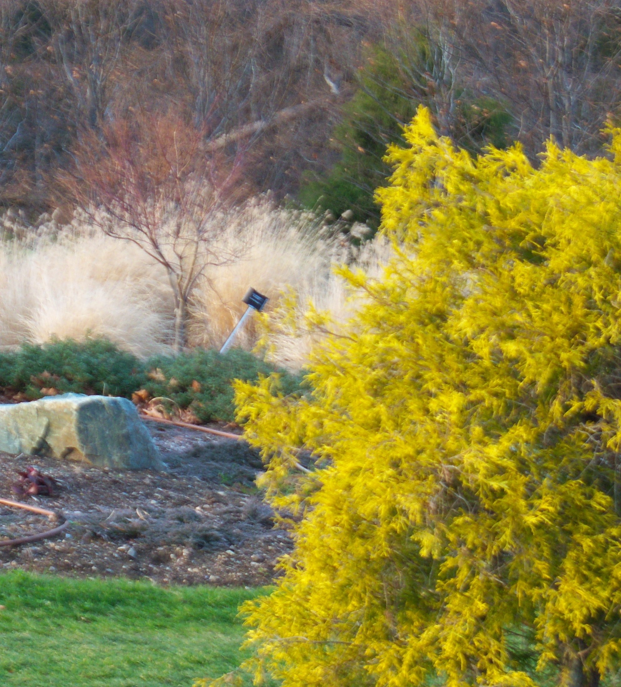 yellow-cham-grasses-winter-tree-12-09-ab-mhs-033 Yellow Conifer, Silver Grasses, Red Branched Tree