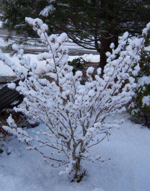 013-wl-snow-hamamelis-ap Hamamelis 'Arnold Promise'