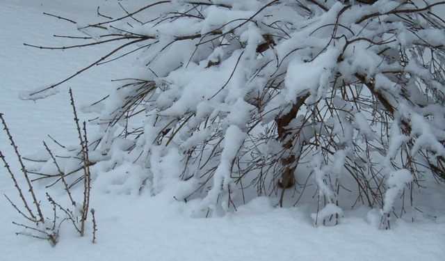 Japanese Maple after last Storm