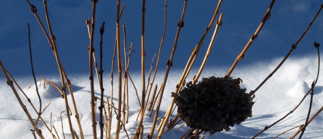 web-l-hydrangea-snow-2-janu-light-047 Hydrangea