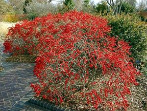 Ilex verticillata 'Red Sprite'