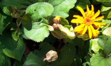 006-cwl-ligularia 006-cwl-ligularia