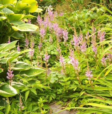 008-cwl-c-astilbe-path Astilbe, Hosta, Iris