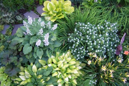 044-wl-daphne-and-hosta-bloom-above Hostas and Daphne