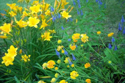 064-wl-gaillardia-nd-daylily Gailardia, Hemerocallis, Veronica