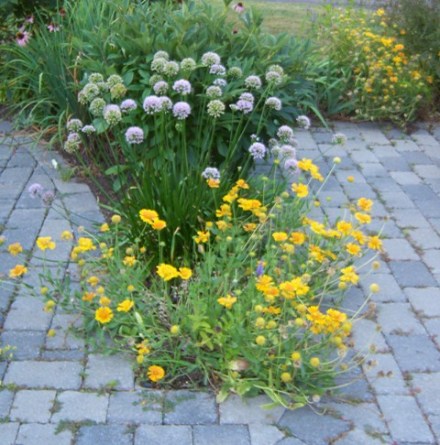 023-cwl-gaillardia-and-allium-star-in-aug-garden