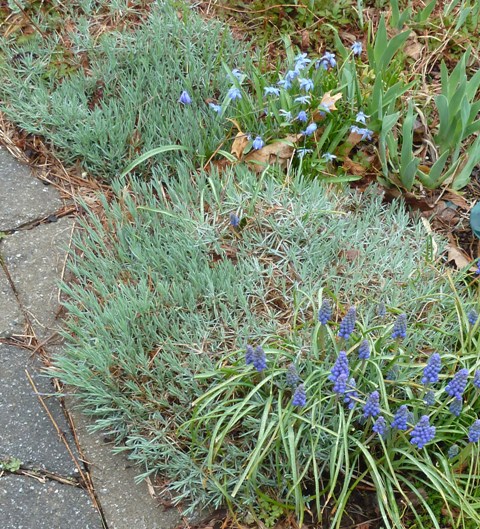 013-c-wl-dianthus-chinoxdoxa-muscari