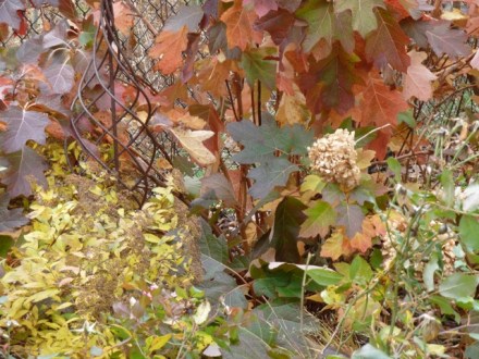 004-wl-detail-oakleaf-spirea-hydrangea-flower-endless-sum-11-17-11
